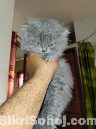 পারসিয়ান বিড়াল